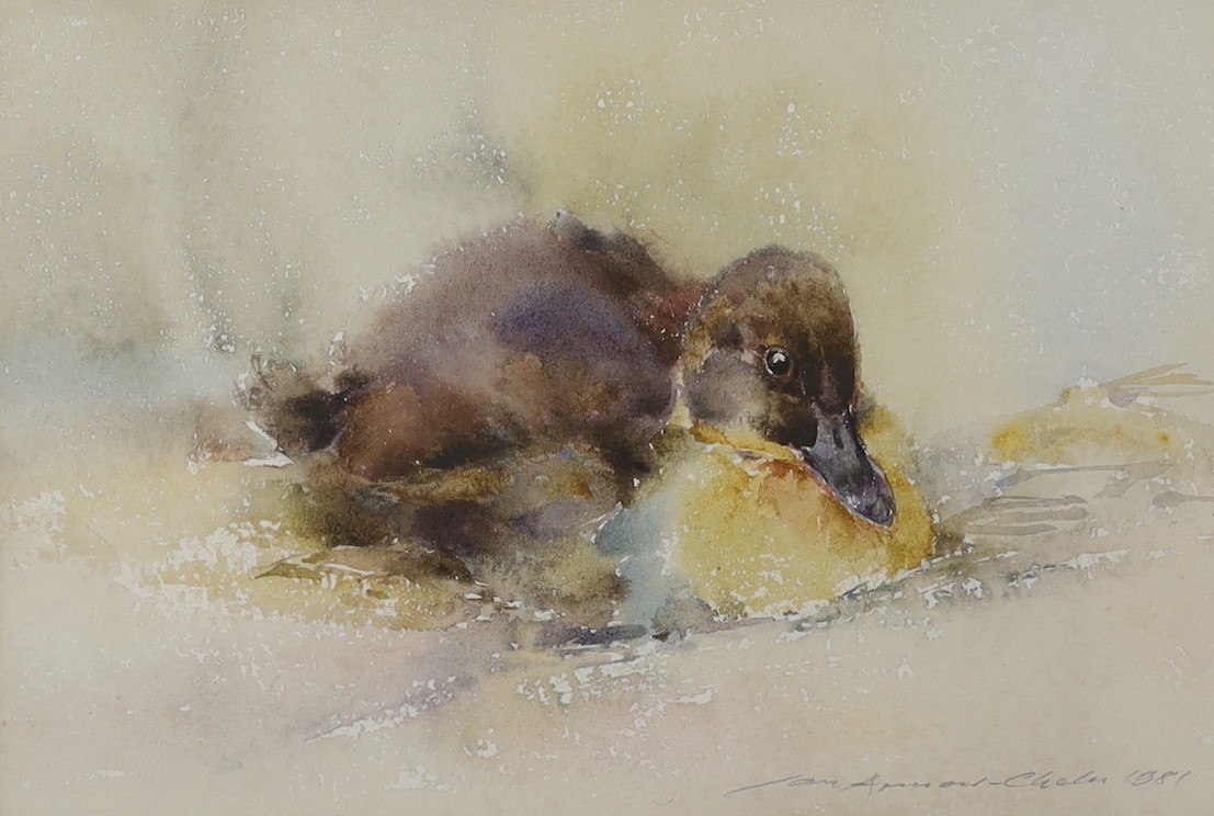 Ian Armour-Chelu (1928-2000), watercolour, Duck resting, signed and dated 1981, 15 x 23cm